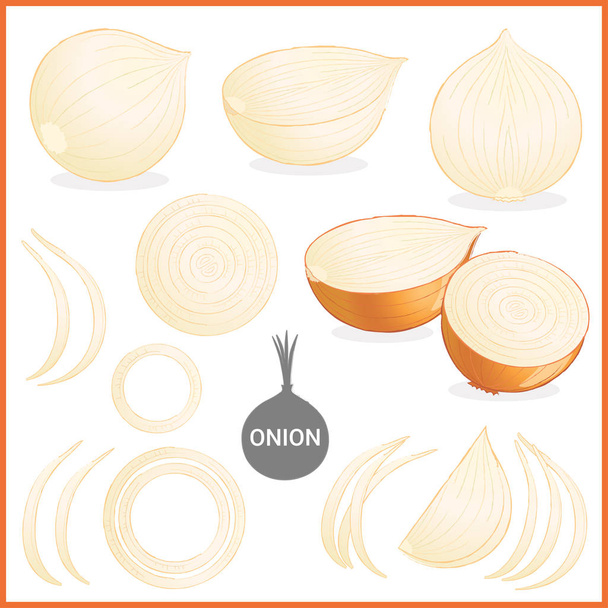 Set of dried onion vegetable with green leaves in various cuts and styles in vector illustration format  - Vector, Image