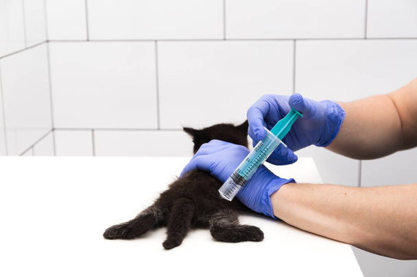 Έλεγχος και θεραπεία ενός μαύρου γατάκι από γιατρό σε κλινική κτηνιάτρων που έχει απομονωθεί σε λευκό φόντο, εμβολιασμός ζώων συντροφιάς. - Φωτογραφία, εικόνα