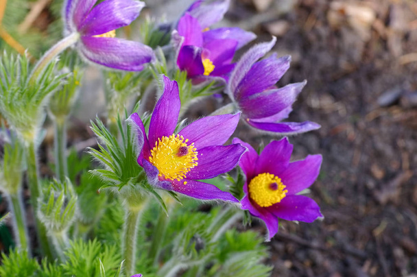 pasque μοβ λουλούδι άνοιξη - Φωτογραφία, εικόνα