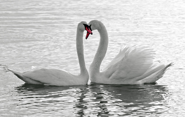 Swans love. - Photo, Image
