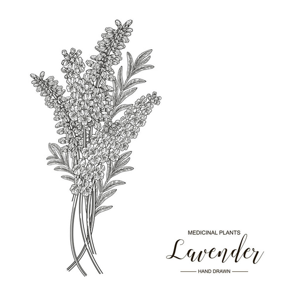 Квіти лаванди ізольовані на білому тлі. Медичні рослини намальовані вручну. Векторна ботанічна ілюстрація. Стиль гравіювання
 - Вектор, зображення