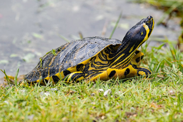 Freshwater Turtle - (Trachemys scripta scripta) - Photo, Image