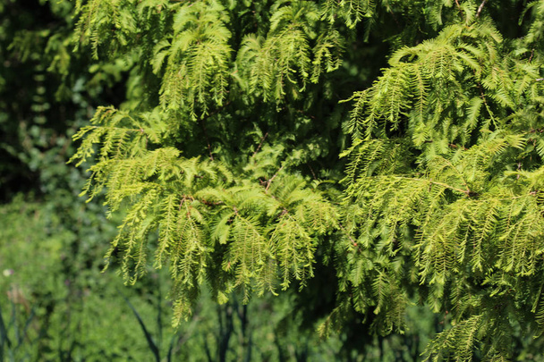 A taxodium distichum (kopasz ciprus) lombhullató tűlevelű fa. - Fotó, kép