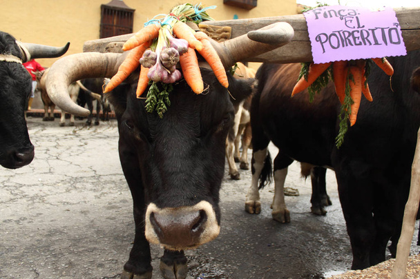 Mucuchies köyünde bir festival vesilesiyle çiçek ve sebze ile süslenmiş Öküz. - Fotoğraf, Görsel