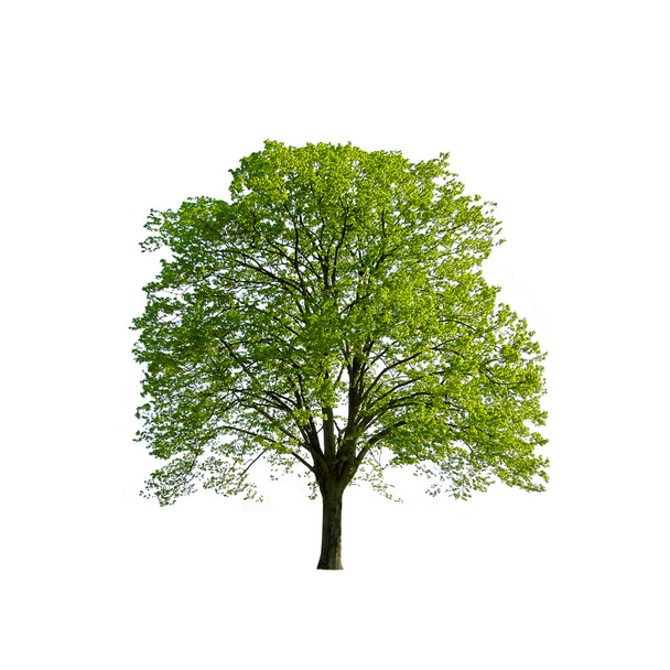 Зеленое весеннее дерево
 - Фото, изображение
