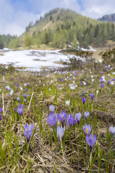 early spring blooming meadow with crocus in Sella di Rioda, Alps - Photo, image