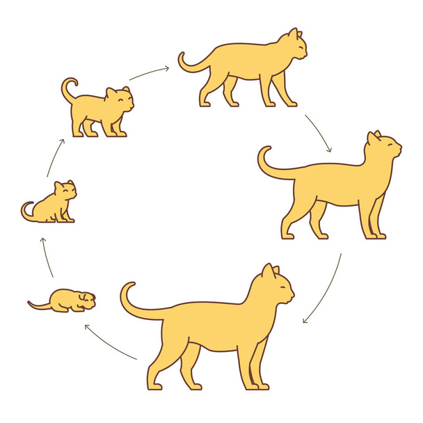 Круглые стадии роста кошки. От котенка до взрослого кота. Животные. Подрастает анимация прогрессирующая. Цикл жизни домашних животных. Векторная иллюстрация
. - Вектор,изображение