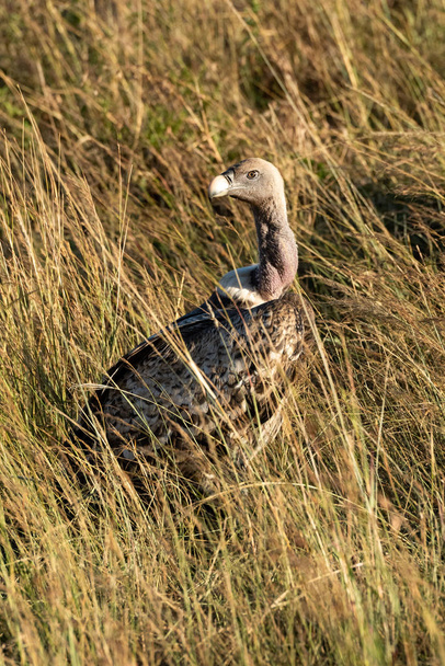 Afrikaanse White-backed Vulture ogen camera in gras - Foto, afbeelding