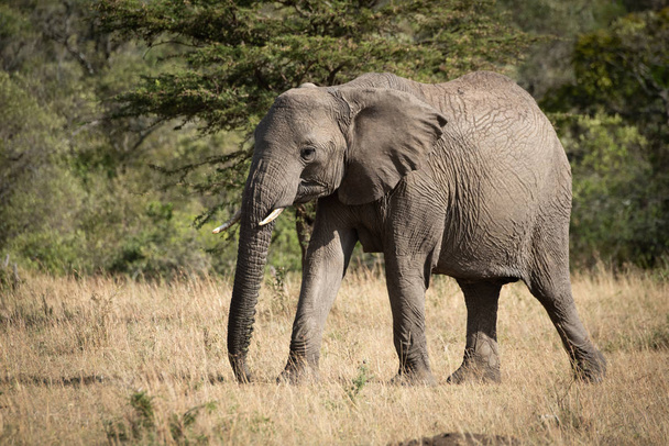 Afrikaanse olifant ogen camera wandelen over gras - Foto, afbeelding