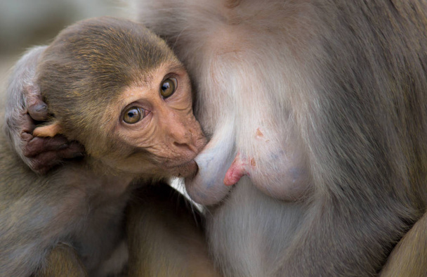 Aap is een veel voorkomende naam die kan verwijzen naar bepaalde groepen of soorten van apen zoogdieren van de infraorde Simiformes. De term wordt beschrijvend toegepast op groepen primaten, zoals families van apen uit de Nieuwe Wereld en apen uit de Oude Wereld - Foto, afbeelding