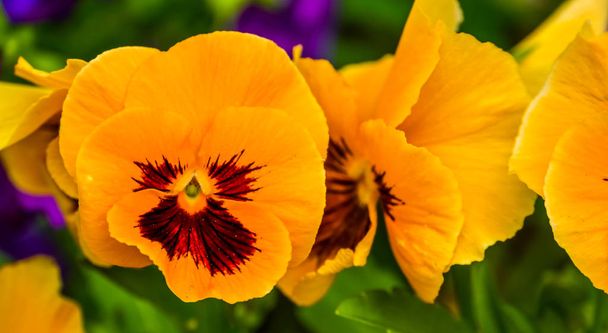 Macro closeup of a orange pansy flower, colorful and popular ornamental garden flowers, nature background - Photo, Image