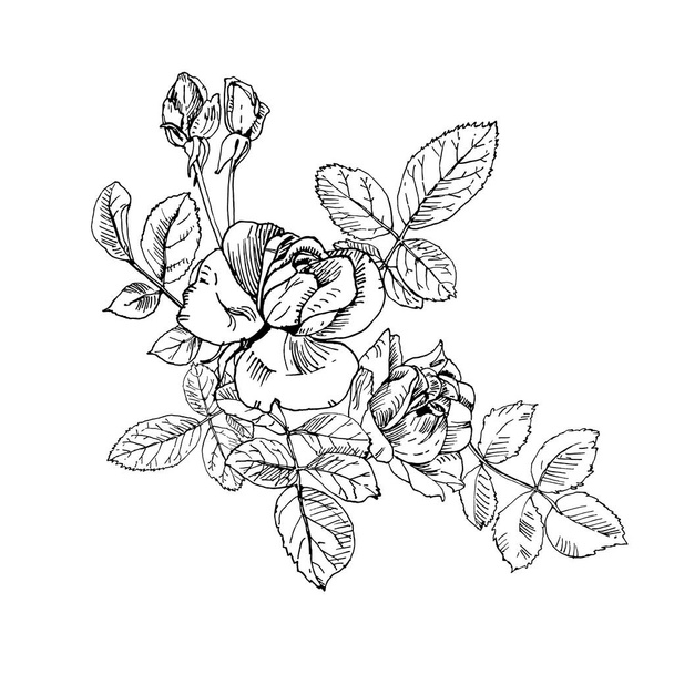 Czarny atrament Dzika róża roślina z kwiatami i pąki bukiet. Ręcznie rysowane tatuaż jak wektor, etch stylu. Pąki, liście, łodygi i eleganckie kwiaty. - Wektor, obraz