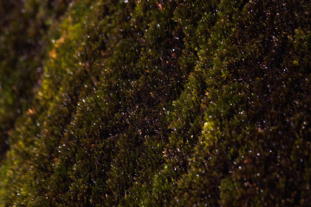 Moss verde húmedo fresco cerca de una cascada, Limpopo, Sudáfrica
 - Foto, imagen
