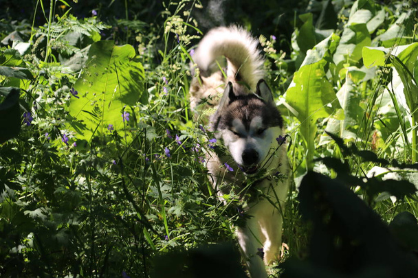 Alaskan Malamute dog for a walk. - Fotó, kép