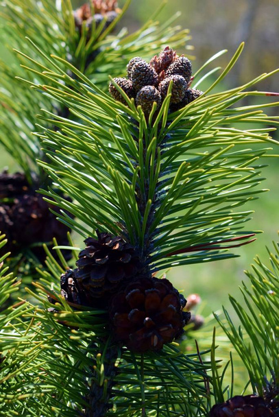 Pinus mugo cones - Photo, Image