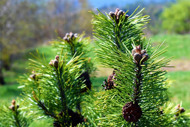 Pinus mugo kúpok - Fotó, kép