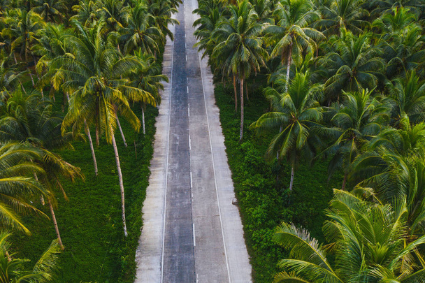 Tropical coconut trees forest - Zdjęcie, obraz