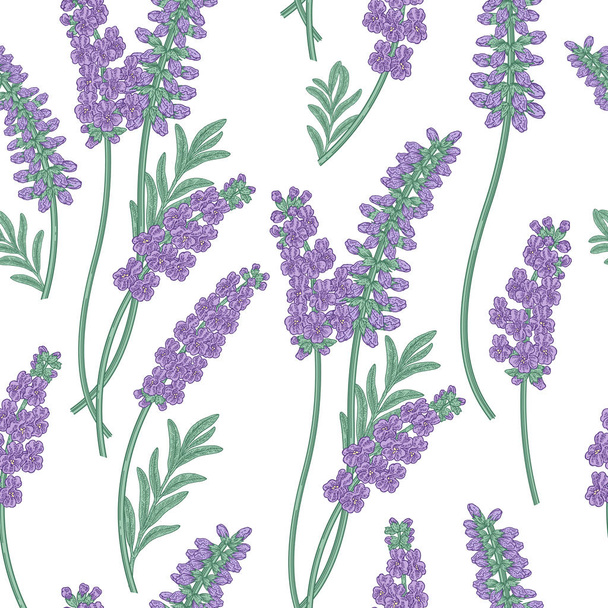 Lavender flowers seamless pattern. Colorful lavender on white background. Vector illustration vintage. - Vektor, kép