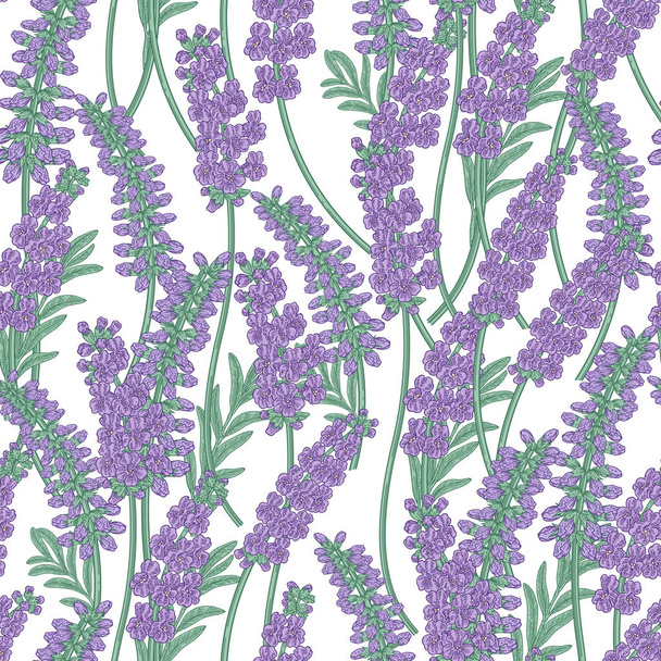 Lavender flowers seamless pattern. Colorful lavender on white background. Vector illustration vintage. - Wektor, obraz