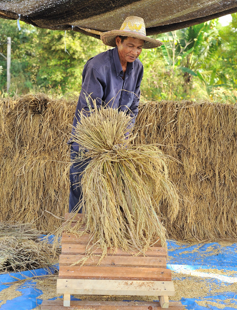 The traditional way of threshing grain in thailand - Photo, Image