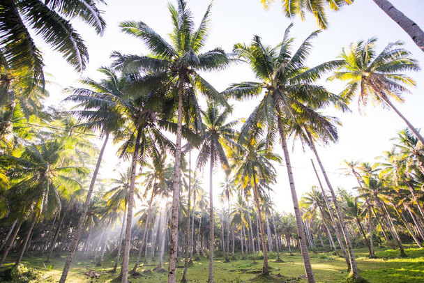 Tropical coconut trees forest - Foto, Imagen