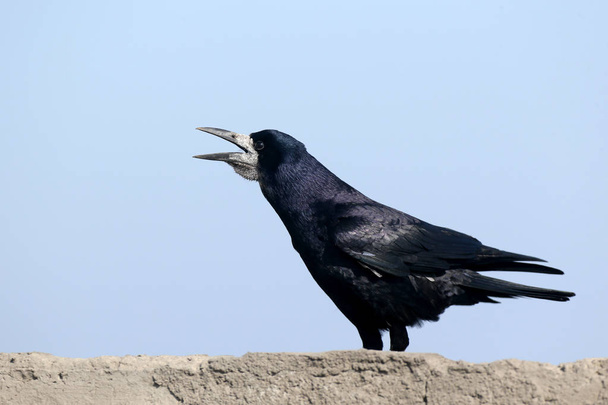 The rook (Corvus frugilegus) in a breeding plumage is sitting on a concrete wall in an unusual pose. Close up portrait - Photo, Image