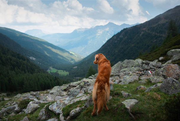 dog in the mountains on a journey. Nova Scotia duck tolling Retriever in nature on the background of beautiful scenery. - Zdjęcie, obraz