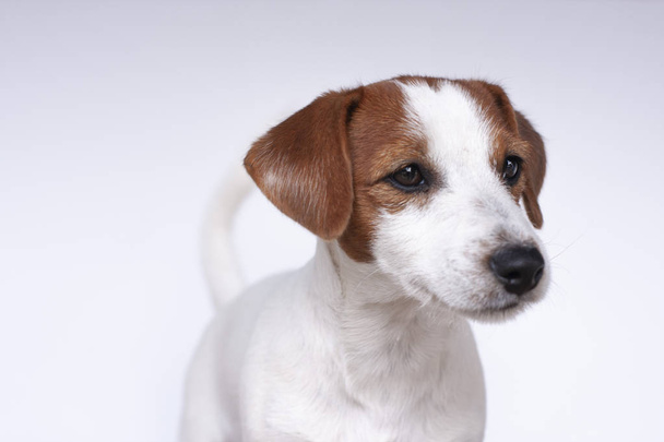 Jack Russell Terrier, un perro sobre un fondo blanco
 - Foto, imagen