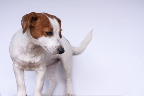 Τζακ Ράσελ τεριέ, σκύλος σε λευκό φόντο - Φωτογραφία, εικόνα