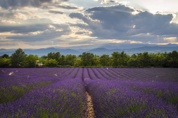 ein schönes französisches Lavendelfeld in der Abenddämmerung - Foto, Bild