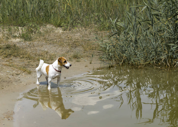 Kleiner Rassehund Jack Russell Terrier steht am Fluss bereit zum Schwimmen. - Foto, Bild
