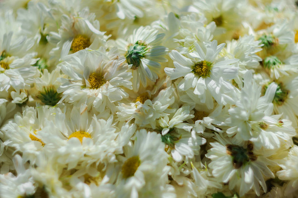 Bílá květinová pole, Dendranthema morifolium, pěstované ve Vysočině Thajska na prodej jako čerstvé a sušené květiny - Fotografie, Obrázek