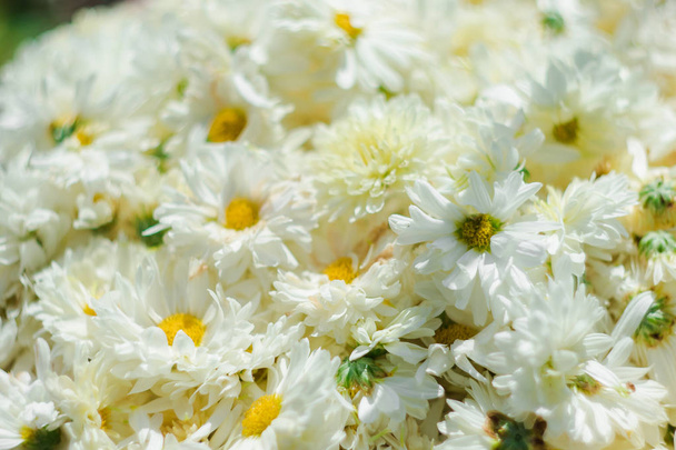 Witte bloem velden, Dendranthema morifolium, geteeld in de hooglanden van Thailand te koop als verse en gedroogde bloemen - Foto, afbeelding