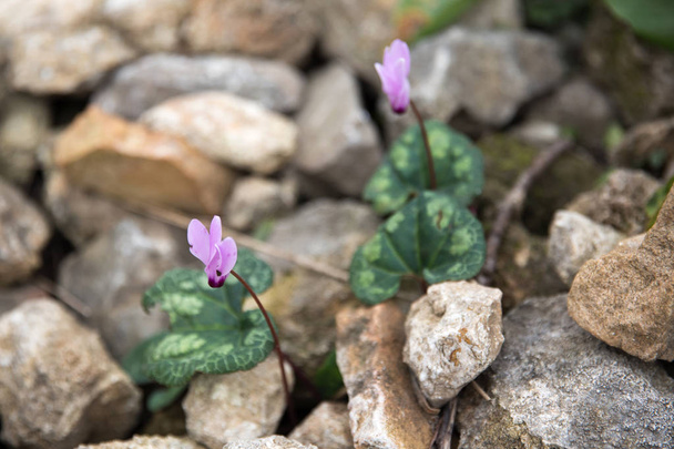 fiori di ciclamino che crescono in giardino
 - Foto, immagini