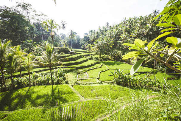 Tegalalang rice terraces in Ubud, Bali - Foto, Imagem