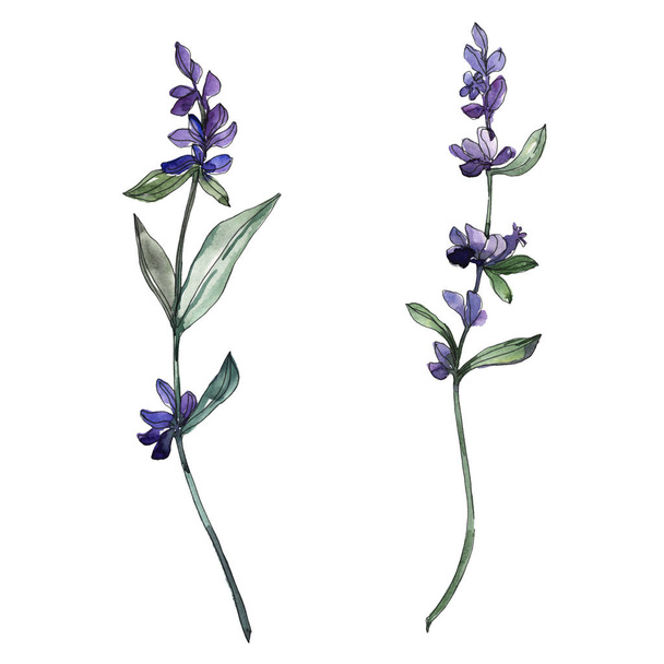 Violet lavender floral botanical flowers. Watercolor background set. Isolated lavender illustration element. - Photo, Image