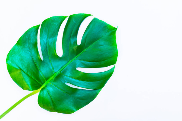 A leaf of a tropical plant Monstera Paltma isolated on white background. - Fotoğraf, Görsel