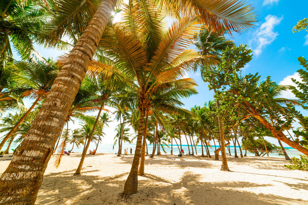 Palm trees and sandy shore in Bois Jolan beach in Guadeloupe - Photo, Image