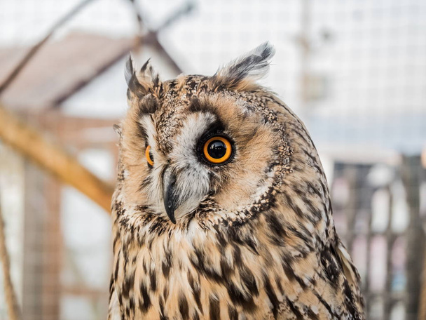 An owl with large round eyes sits in cage - Foto, afbeelding