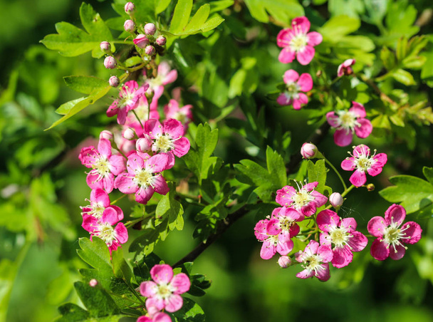розовый цветок Midland hawthorn, английский боярышник (Crataegus laevigata), цветущий весной - Фото, изображение
