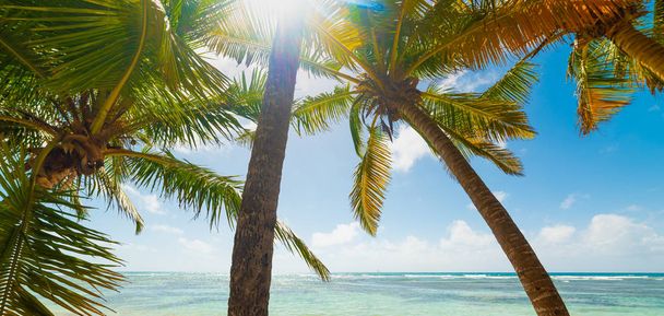 Palmiers à Bois Jolan plage dans les Caraïbes
 - Photo, image