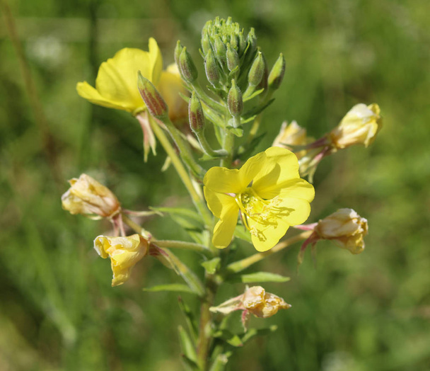 Oenothera glazioviana, nombres comunes grandes floreció onagra y onagra rojiza
 - Foto, imagen