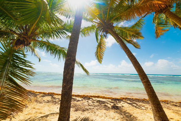Palm bomen in Bois Jolan strand in Guadeloupe - Foto, afbeelding