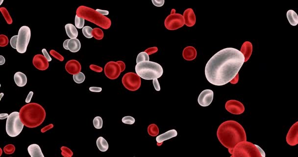 Rode bloedcellen die door het circulatiesysteem stromen - Video