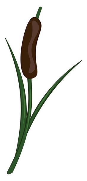 Fully grown reed, vector or color illustration. - Vector, Image