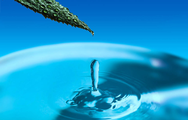 Groen blad in water druppels op blauwe achtergrond met water. Water splash, water drop. Een druppel water valt van het groene blad en geeft een splash. - Foto, afbeelding
