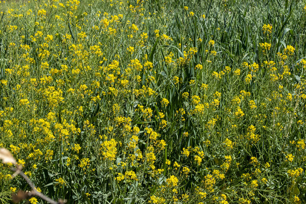 flores amarillas en primavera - Foto, Imagen