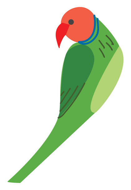 Zielona papuga, wektor lub kolor ilustracji. - Wektor, obraz