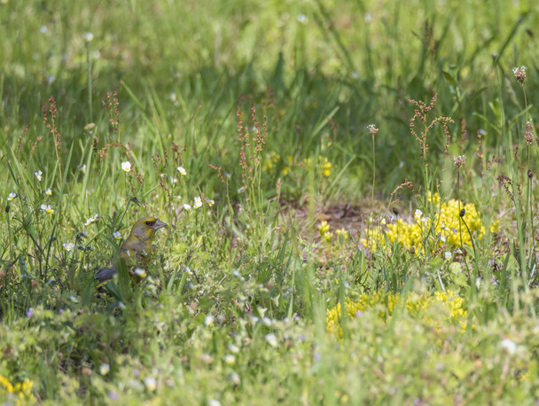 Der männliche Grünfink Chloris chloris ernährt sich von Samen auf einer grünen blühenden Wiese. Selektiver Fokus. - Foto, Bild