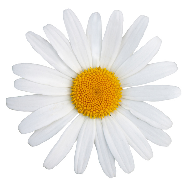 Beautiful white daisy with a yellow center. Isolate on white - Photo, Image